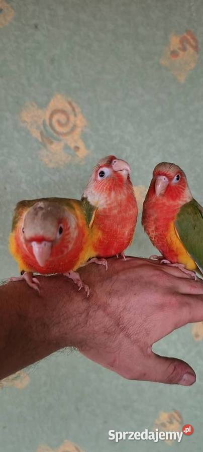 Papugi rudosterki ręcznie karmione Tychy