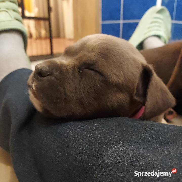 Amstaff szczenię w kolorze Blue Gafit i Black Rzeszów