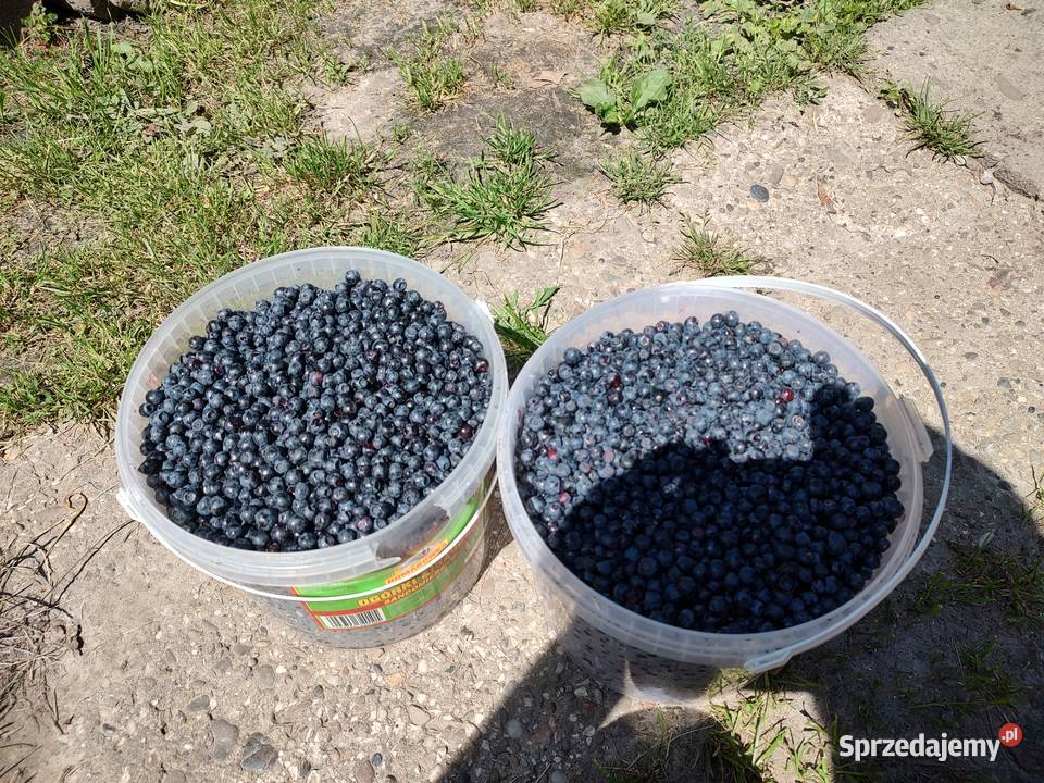 Sprzedam Jagody Leśne Świeze podkarpackie Grębów