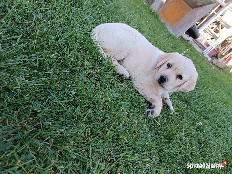 Sprzedam suczki rasy labrador z metryką Grybów