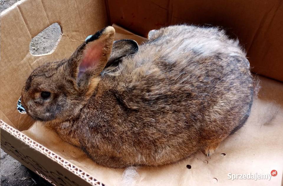 Królik dorosła samica wielkopolskie Dębicze