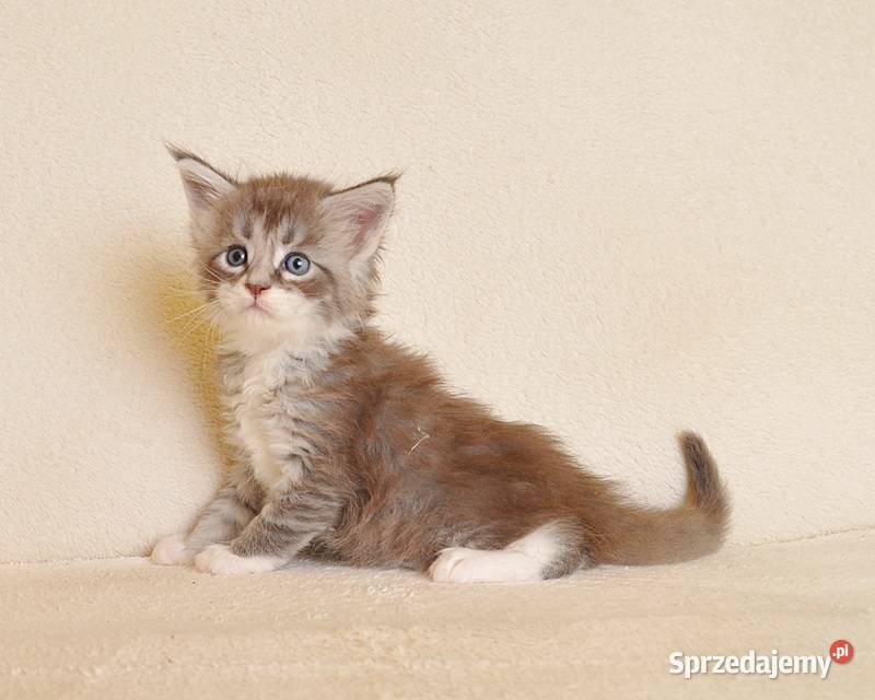 Przepiękny kocurek Maine Coon z Rodowodem PZFWCF Białystok