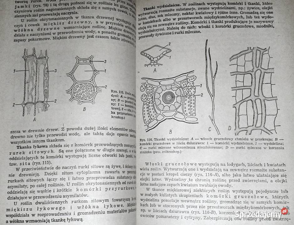Botanika Jan Radomski Stanisław Tołpa Chełm