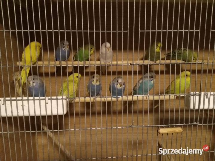 Papuga falista pomorskie Malbork