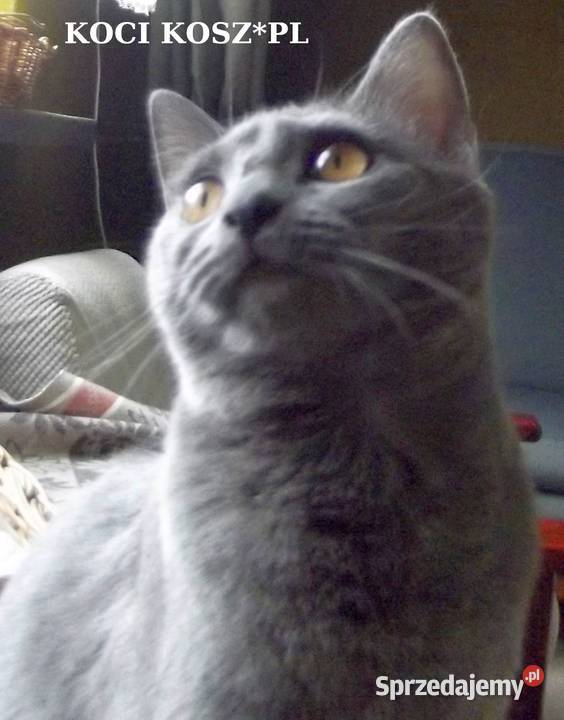 Koty KartuskieChartreux amatorska hodowla KOCI Warszawa