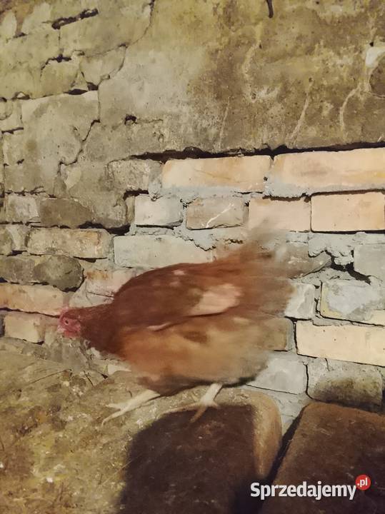 Kury nioski 30 tygodni sprzedam