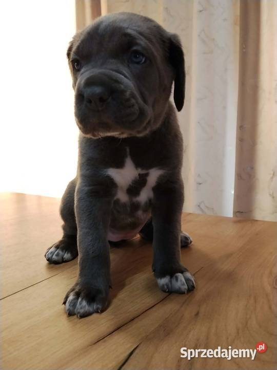 Cane Corso Italiano