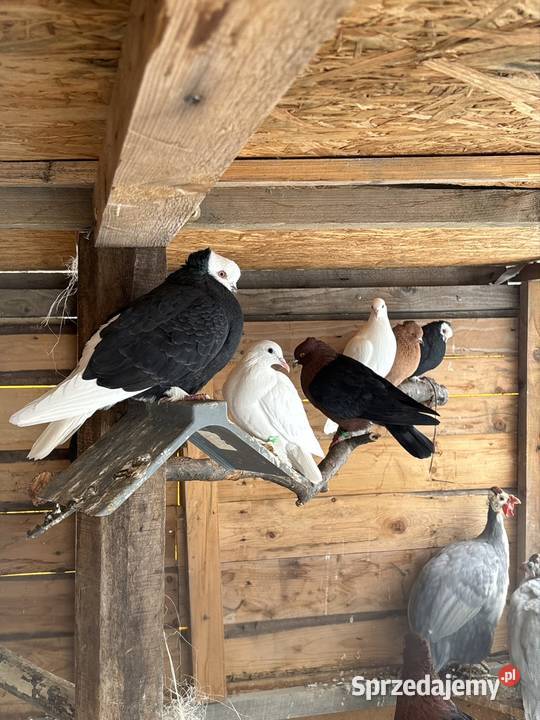 Gołębie ozdobne likwidacja Strzegom