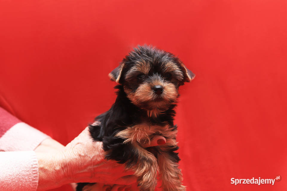 Alutka i siostry Yorkshire Terrier Oława