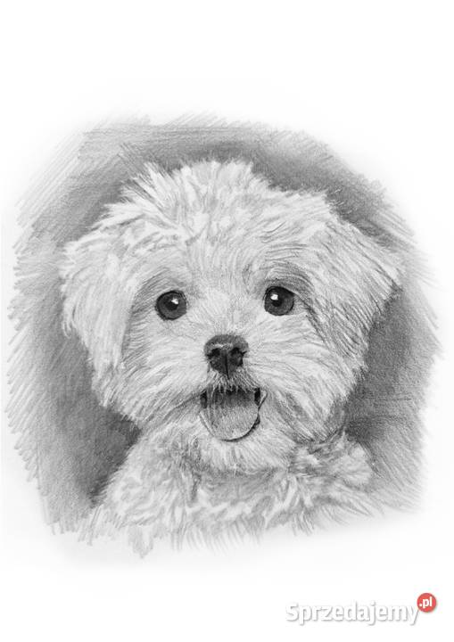 Szkic rysunek grafika psa maltańczykaRysunek z