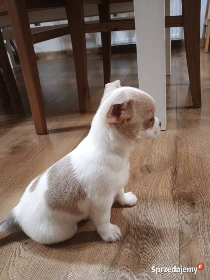 Chihuahua dziewczynka białoliliowa Chihuahua Kleszczów