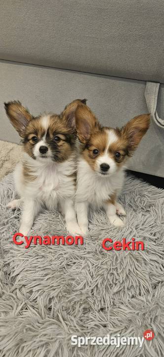 Papillon FCIZKWP Spaniel Kontynentalny dolnośląskie Jelenia Góra