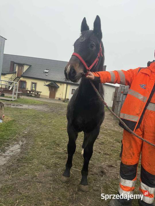 Sprzedam ogierka ślaskiego 10 miesięcy Topólka