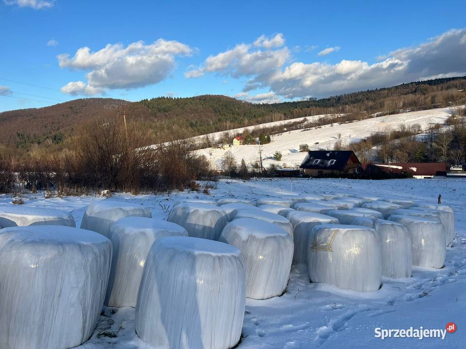Sianokiszonka bele Łosie sprzedam