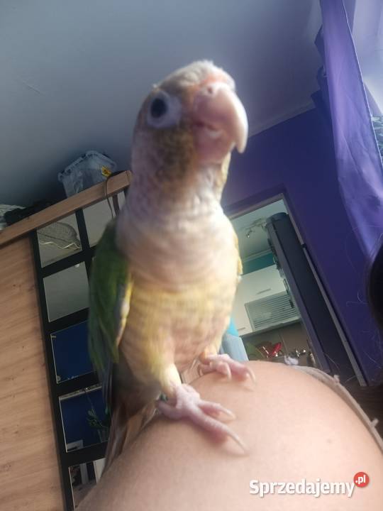 Rudosterki szukają nowego dobrego domku z całym Katowice sprzedam