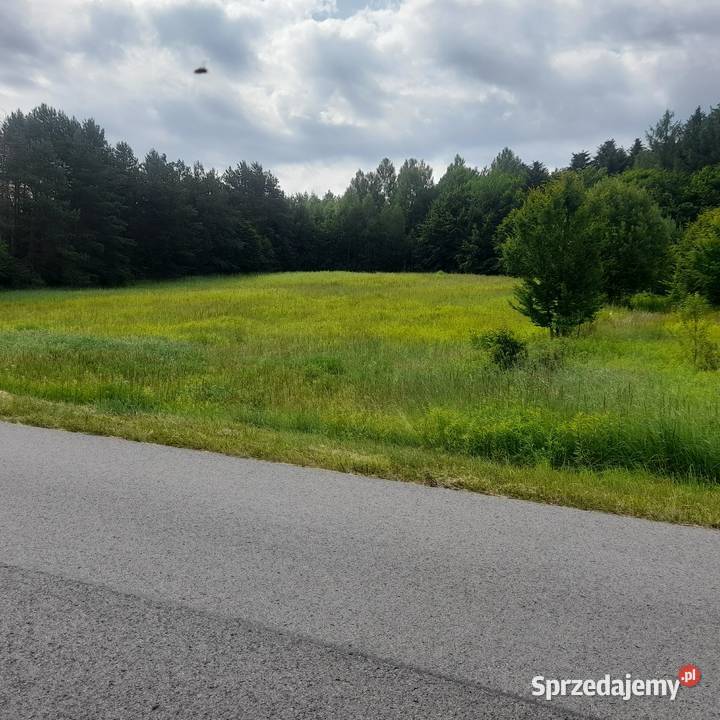 Sprzedam działka 50 ary Ignatówka gmina Biłgoraj sprzedam