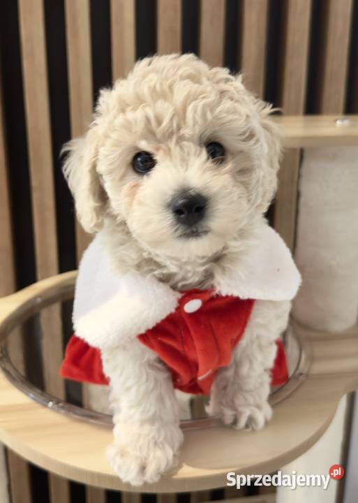 Piesek Bichpoo mazowieckie Zalesie Górne