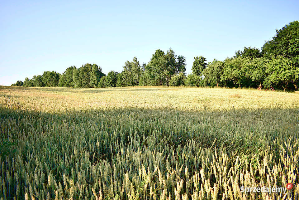 Działka w Grabówkach Grabówki