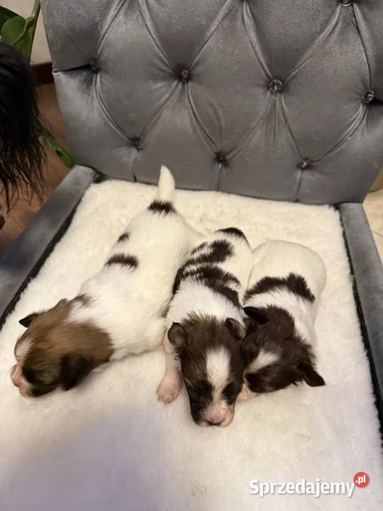 Papillon Spaniel kontynentalny miniaturowy Dudki sprzedam