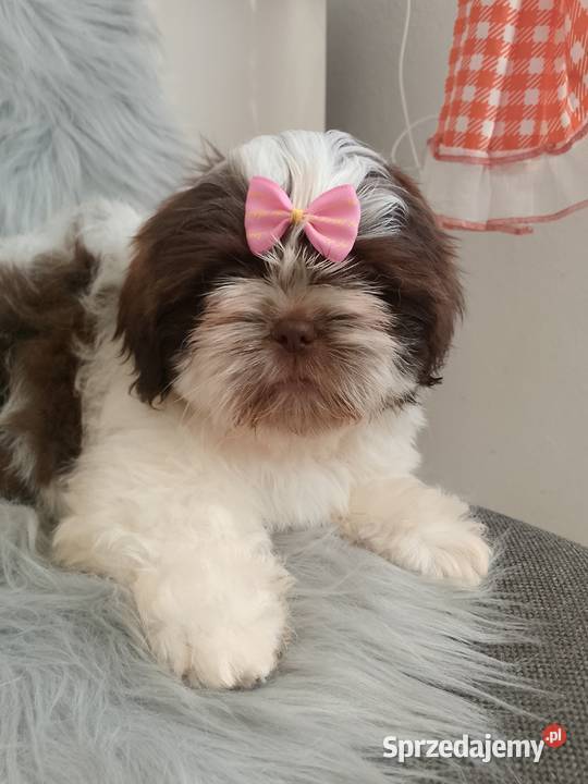 Biało czekoladowa suczka rasy ShihTzu Ostrzeszów