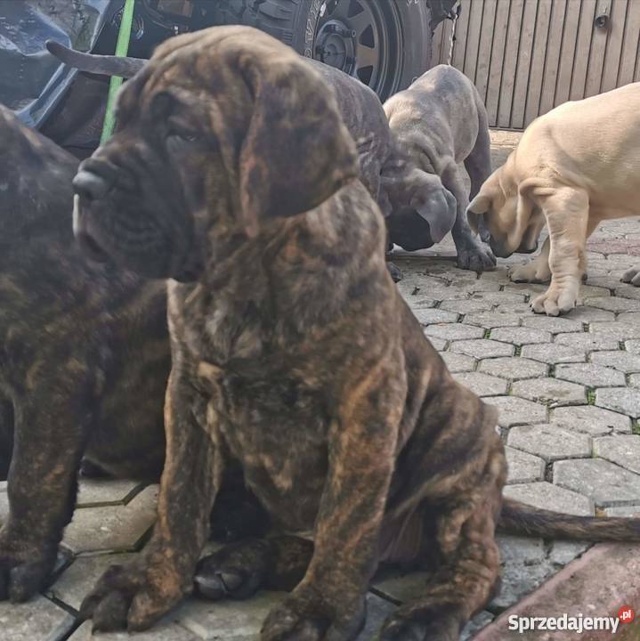 SZCZENIĘTA CANE CORSO Puławy