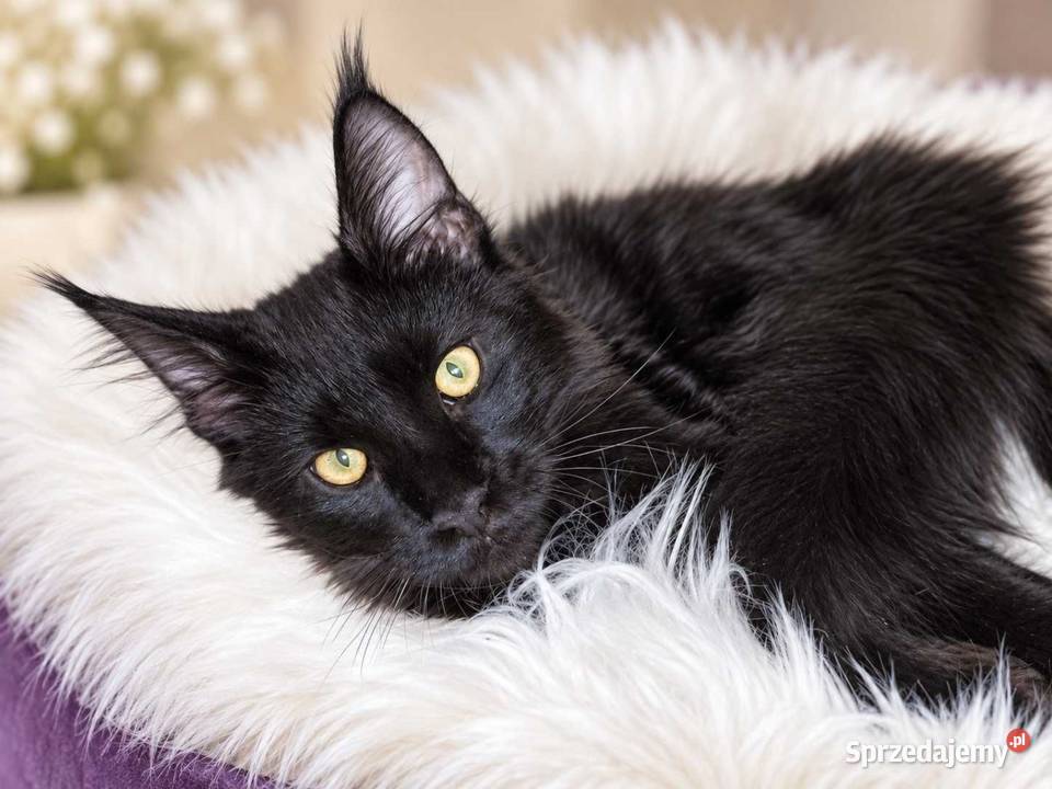 Sultan kocurek Maine Coon Black Solid Poznań