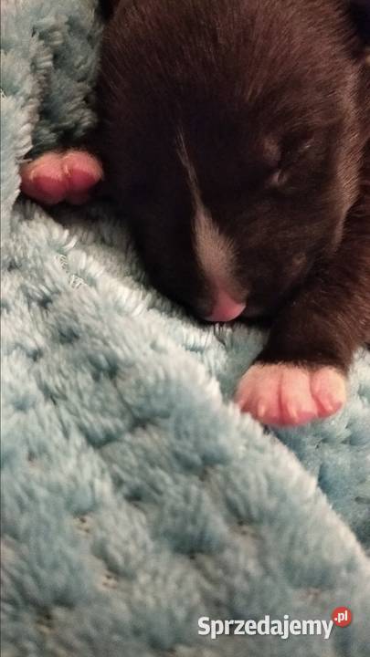 Szczeniaki Bulterier Standard