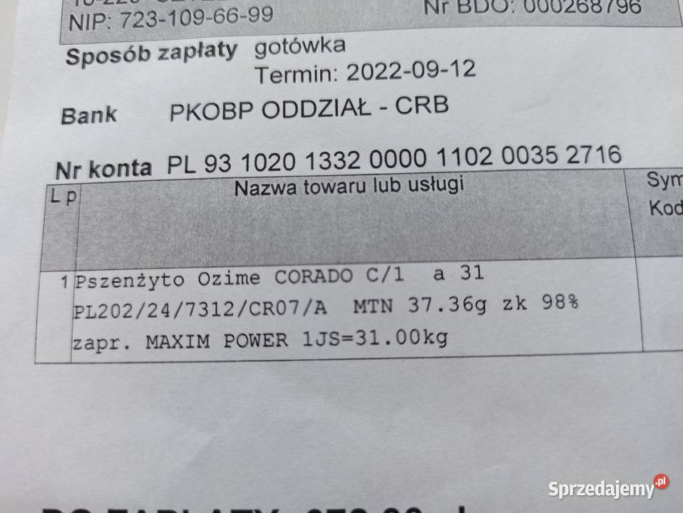 Sprzedam pszenżyto corado Ostrów Mazowiecka sprzedam