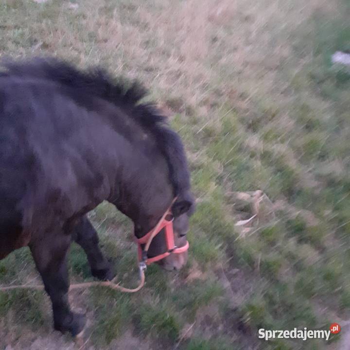 OGIEREK 110 gniady Ochotnica Dolna