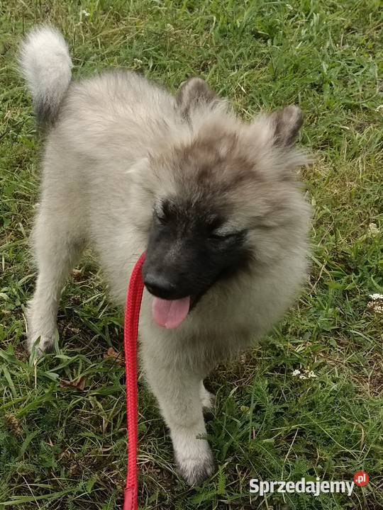 Szczeniak Szpic wilczy wolfspitze FCI ZKWP opolskie Brzęczkowice sprzedam