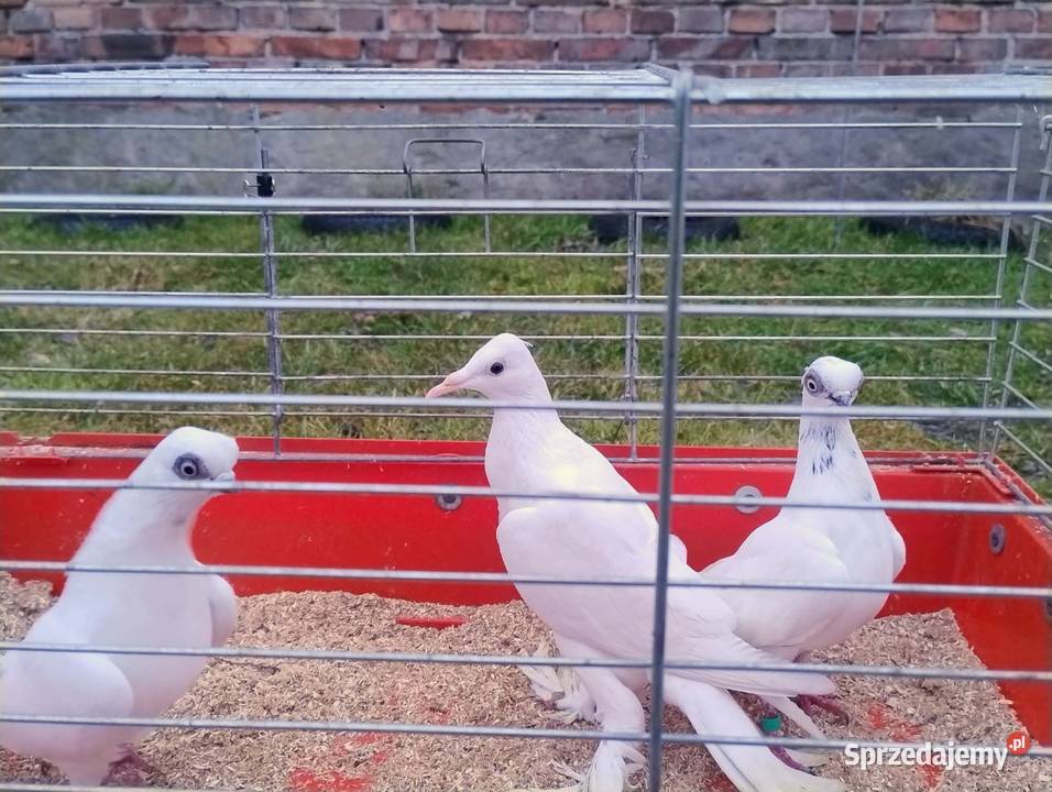 Gołębie Ozdobne różne gatunki Blachownia