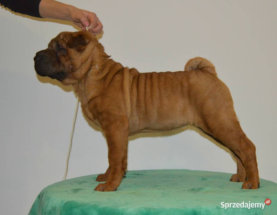 Szczenięta Shar Pei FCI Pozostałe Piotrków Kujawski