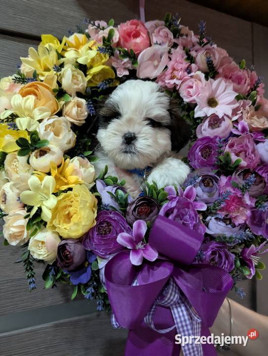 Szczenięta shih tzu z genem blue