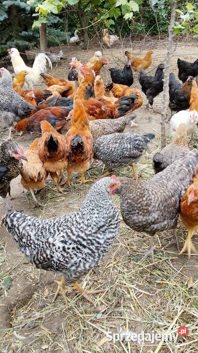 Sprzedam mix kur i kogutów 15tygodniowe 72 45zl Zwierzęta Sadkowo sprzedam