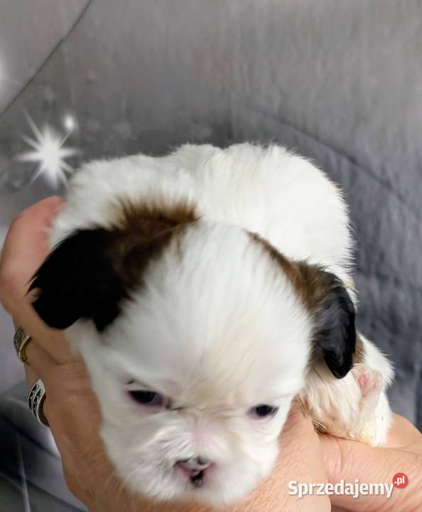 Szczenięta shih tzu z genem blue Zawiercie sprzedam