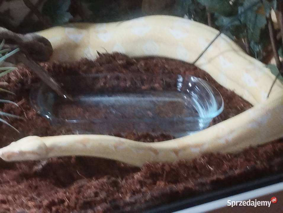 Albinos kahl Zwierzęta Poznań