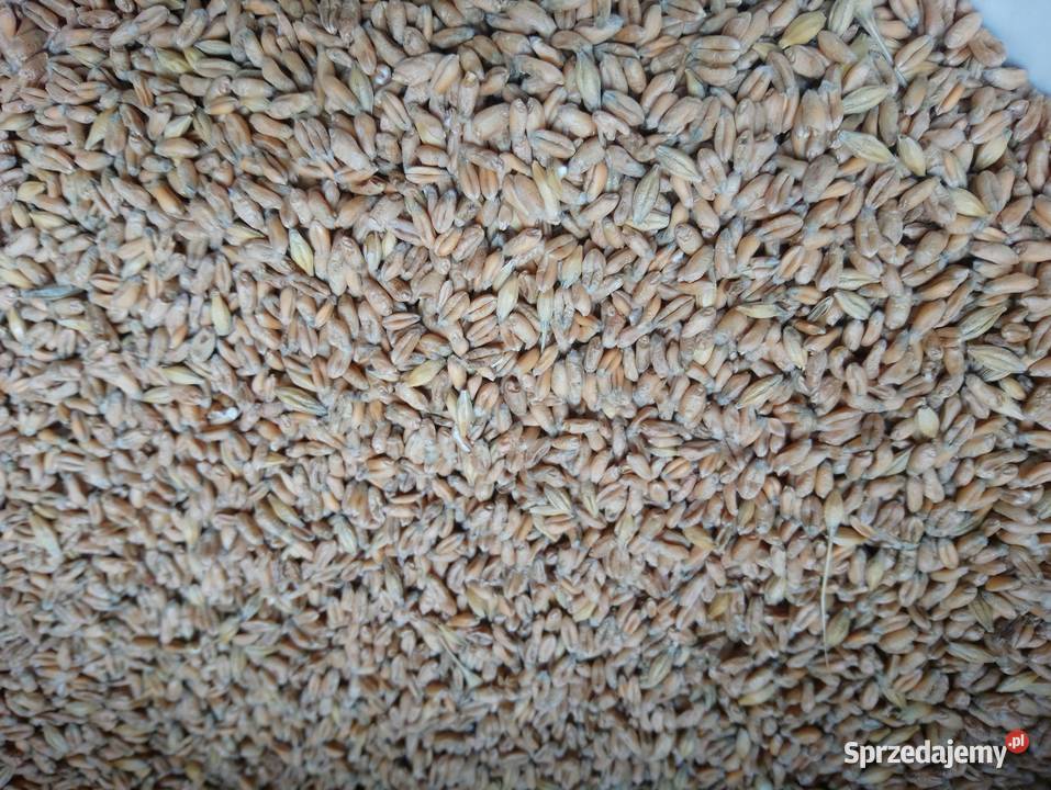 Pszenica elokogiczna jara Monsun Zboża Bukowa