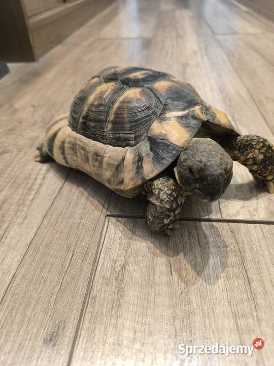 Żółw obrzeżony testudo marginata Gady i płazy Wrocław