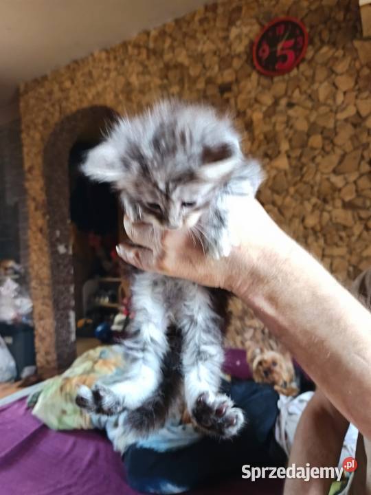 Śliczne kocięta Maine coon z rodowodem Prawęcin