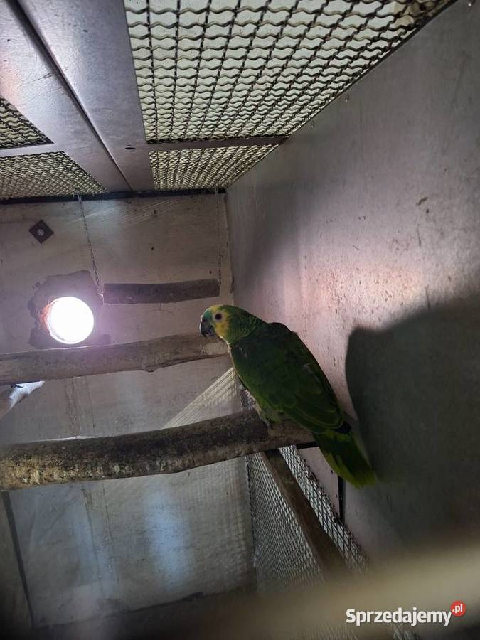 Papugi sprzedam Miejska Górka sprzedam