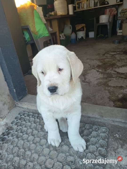 śliczna sunia owczarek środkowoazjatycki Czarnożyły