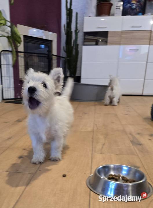 West highland white terrier westi zkwp FCI Psy sprzedam