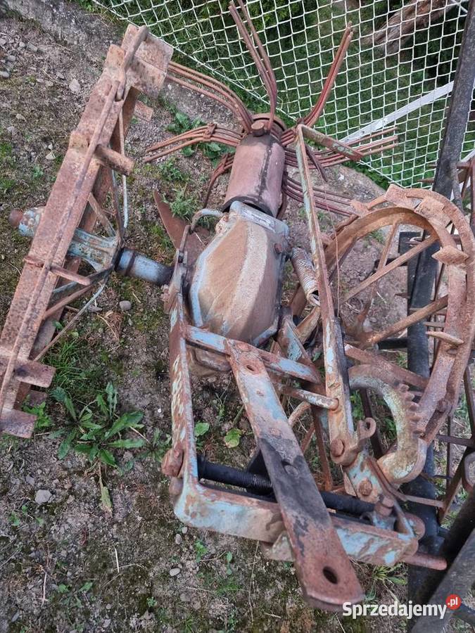 kopaczka konna małopolskie Grybów