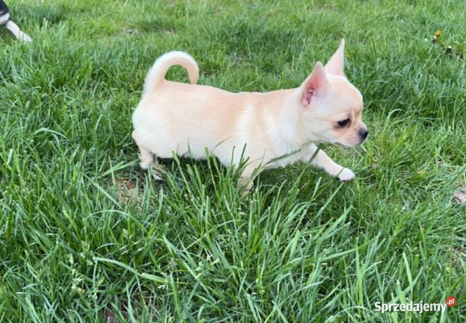 CHIHUAHUA PIĘKNA KREMOWA SUNIA Warszawa