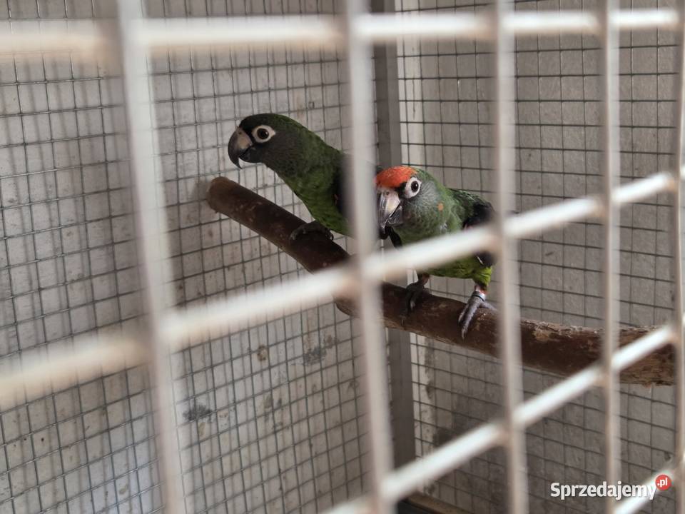 Sprzedam papugi Kongijskie Czerwonobrzuche Ptaki podkarpackie Łańcut