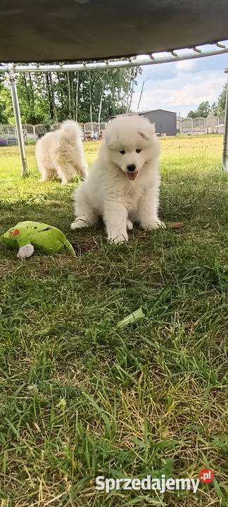 Samoyed szczeniaki Pozostałe Łowicz sprzedam