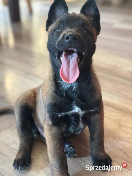 Owczarek belgijski malinois Jędrzejów