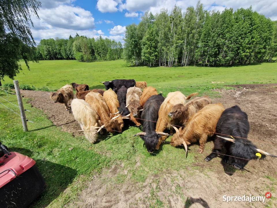 Sprzedam bydło szkockie Highland Cattle całe Płaska