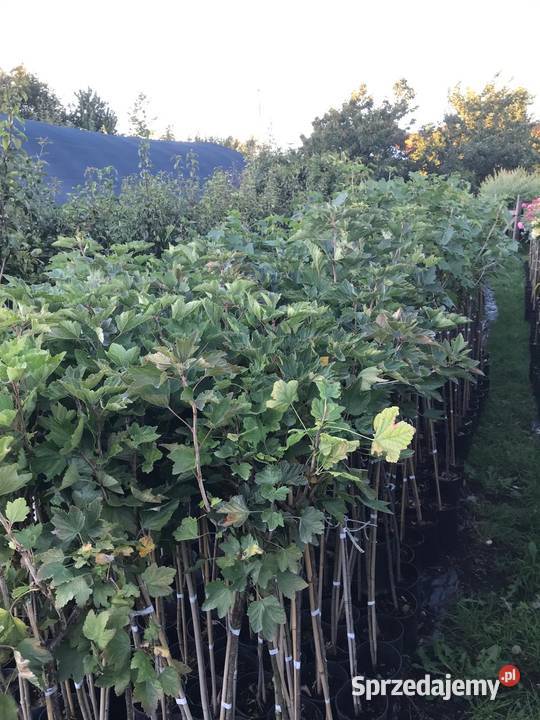 Porzeczki i agresty szczepione na pniu wielkopolskie Poznań