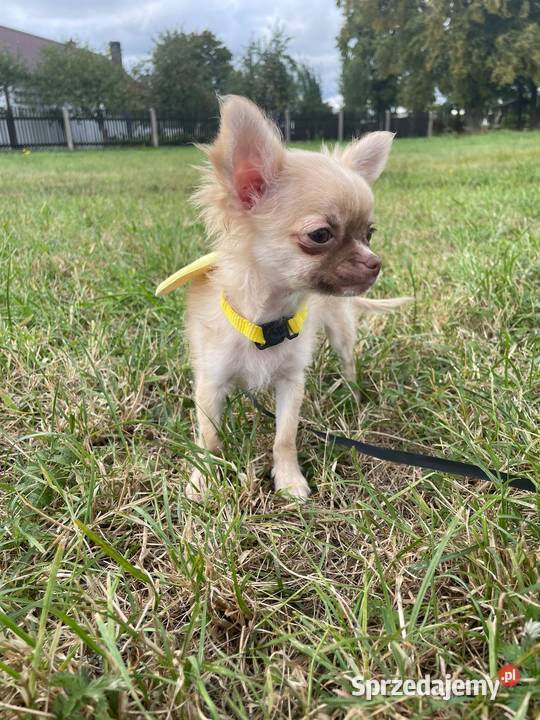 Chihuahua długowłosa suczka płowa piękna Chrząstowice sprzedam
